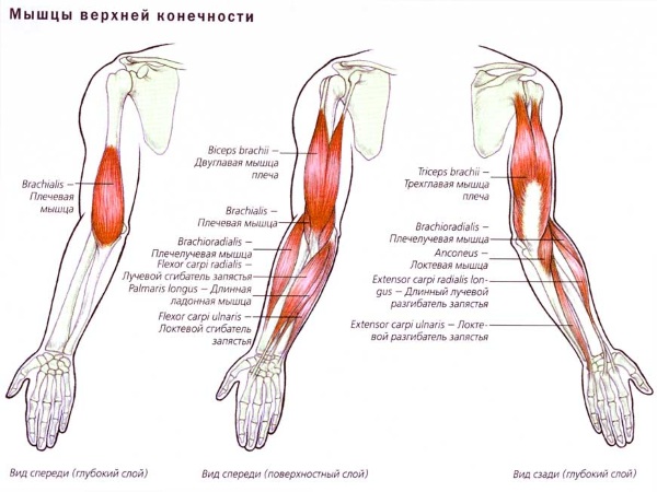Latihan tangan untuk kanak-kanak perempuan di rumah. Bersenam dengan dan tanpa dumbbell, berat badan untuk bisep, trisep. Cara membina otot