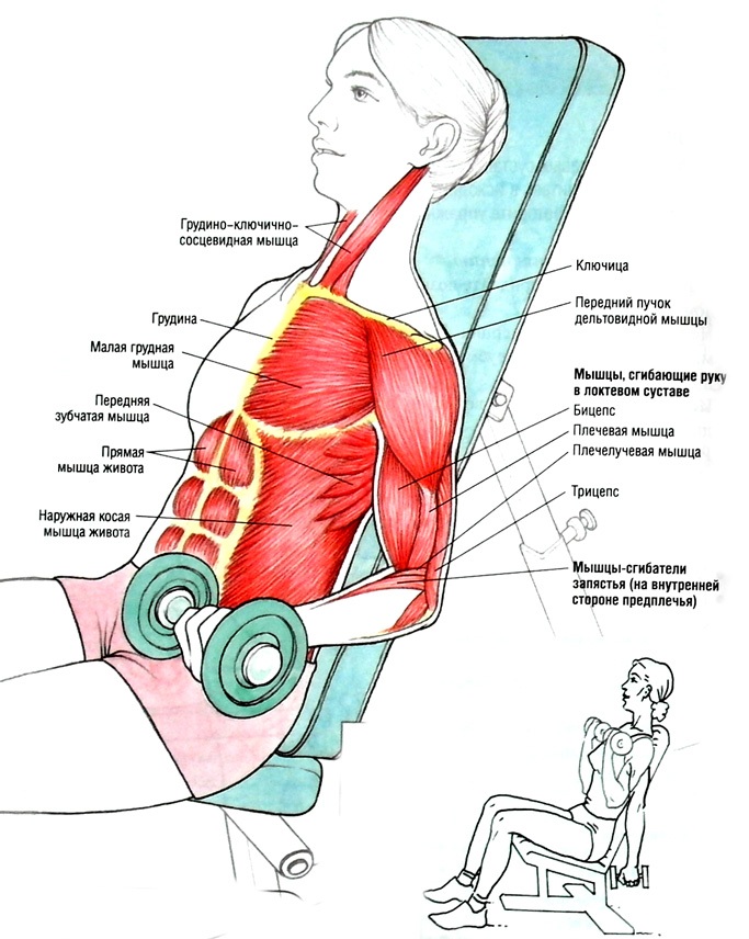 Latihan tangan untuk kanak-kanak perempuan di rumah. Bersenam dengan dan tanpa dumbbell, berat badan untuk bisep, trisep. Cara membina otot