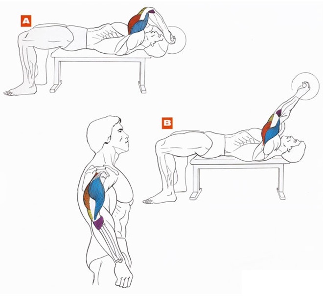 Latihan tangan untuk kanak-kanak perempuan di rumah. Bersenam dengan dan tanpa dumbbell, berat badan untuk bisep, trisep. Cara membina otot