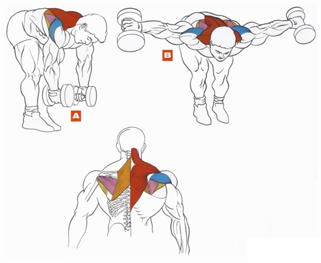 Latihan tangan untuk kanak-kanak perempuan di rumah. Bersenam dengan dan tanpa dumbbell, berat badan untuk bisep, trisep. Cara membina otot