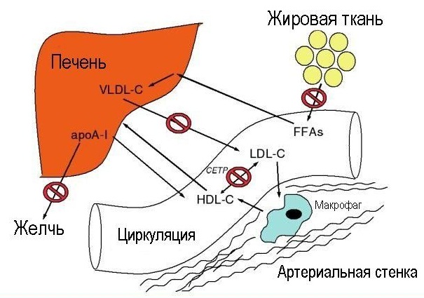 Axit nicotinic cho lông mày và lông mi trong ống thuốc. Ứng dụng, cách sử dụng, hình ảnh, đánh giá