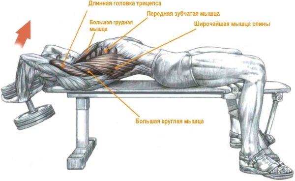 Các bài tập gym cho nữ cơ bản cho tất cả các nhóm cơ, giảm cân