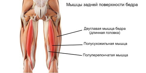 Latihan kaki di gimnasium. Program pelangsingan untuk mengepam otot