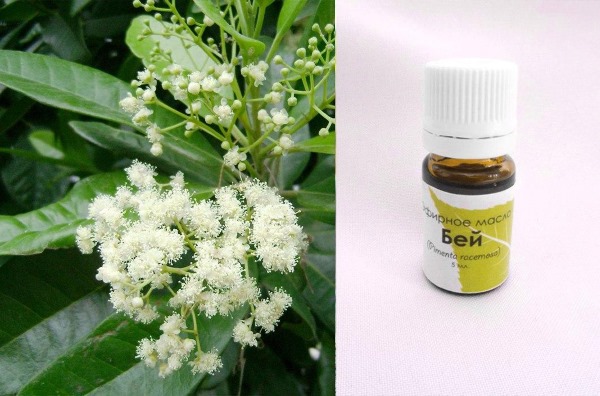 Dầu Bey cho tóc. Ứng dụng, lợi ích, giá cả ở hiệu thuốc, nơi mua, đánh giá