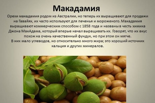 Уље макадамије за косу. Састав, употреба, примена, прегледи