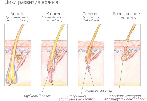 Tẩy lông bằng laser. Nó có hại cho sức khỏe không, đánh giá của bác sĩ, chống chỉ định và hậu quả. Bạn có thể làm bao lâu một lần