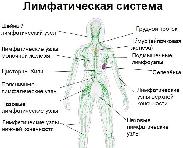 Ручна масажа лимфне дренаже. Предности, како се осећати као код куће