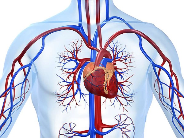 Đi bộ và chạy bộ để giảm cân. Tỷ lệ số bước mỗi ngày cho phụ nữ, loại hình, kỹ thuật và kết quả