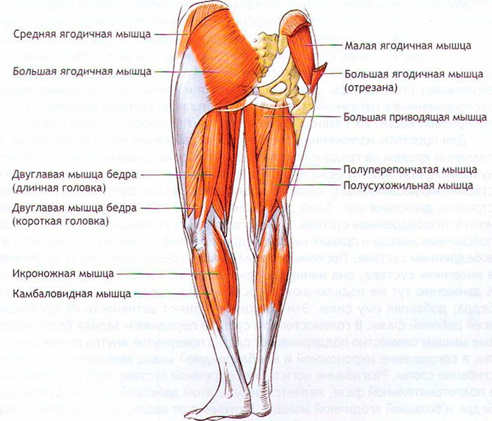Chạy bộ tại chỗ để giảm cân. Kỹ thuật, thời gian, bài tập đốt cháy calo
