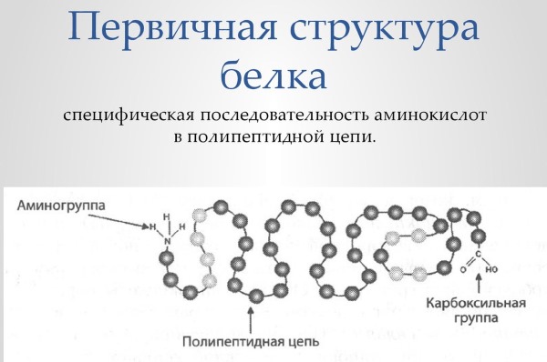Функције протеина у људском телу. Табела са примерима за спортисте, бодибилдере, исхрану