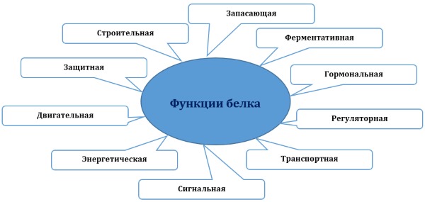Функције протеина у људском телу. Табела са примерима за спортисте, бодибилдере, исхрану