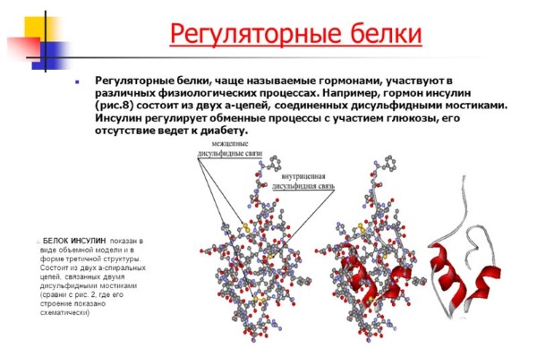 Функције протеина у људском телу. Табела са примерима за спортисте, бодибилдере, исхрану
