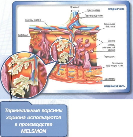 Melsmon là một loại thuốc nhau thai trong thẩm mỹ. Ảnh, hướng dẫn, công dụng, cách châm, tác dụng đối với gan, giá cả, tương tự
