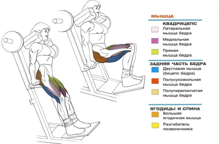 Squats trong máy mô phỏng hack (máy) với thanh tạ, đảo ngược, ép chân, cho mông
