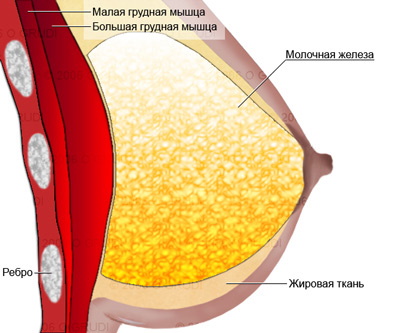 Вежба за грудне мишиће за девојчице: пуловер, са бучицама и други. Програм у теретани, код куће