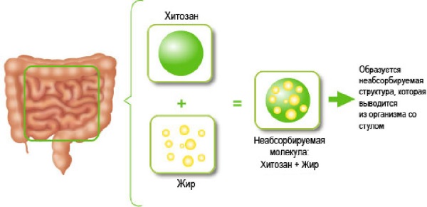 Chitosan Evalar สำหรับการลดน้ำหนัก รีวิวราคาคำแนะนำการใช้วิธีทานยา