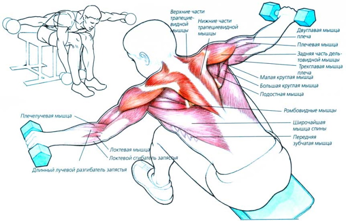 Cưỡi tạ nghiêng khi đứng, ngồi, nằm trên ghế dài, cúi xuống, hướng về phía sau, vai, lưng
