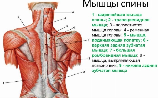 Ред шипке у нагибу ка појасу. Техника извршења за девојчице са обрнутим, широким, уским хватом, који мишићи раде