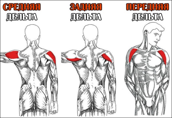 Exercícios para delta do ombro frontal para meninas com isolamento, kettlebell, halteres. Complexo