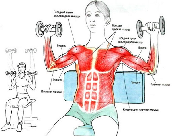 Exercícios para delta do ombro frontal para meninas com isolamento, kettlebell, halteres. Complexo