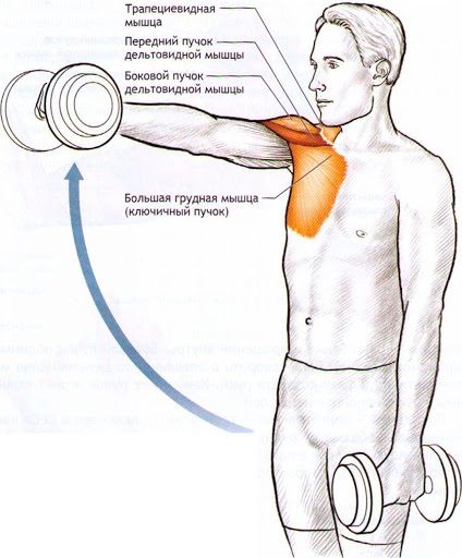 Exercícios para delta do ombro frontal para meninas com isolamento, kettlebell, halteres. Complexo