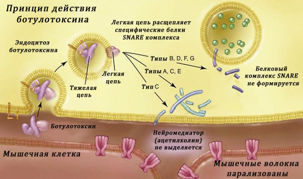 Релаток. Прегледи козметолога, цена, контраиндикације