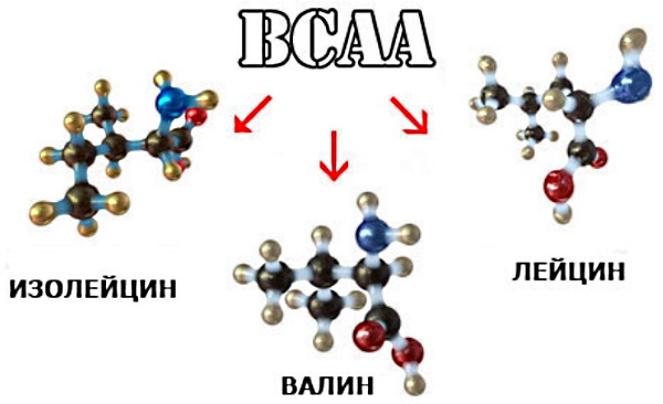 BCAA (BCAA). كيف تأخذ في مسحوق ، أقراص ، كبسولات ، ما هو ، تصنيف الأفضل