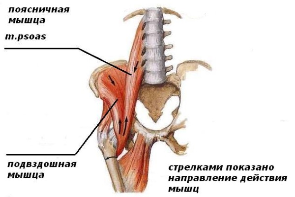 Otot iliopsoas. Latihan pengukuhan, regangan, cara mengepam