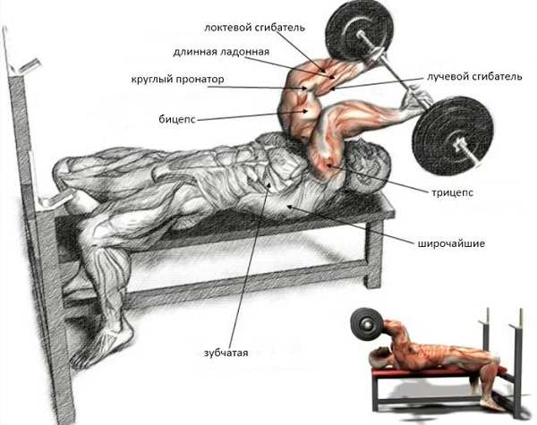 French bench press với một thanh tạ, tạ, đứng, ngồi. Kỹ thuật thực hiện