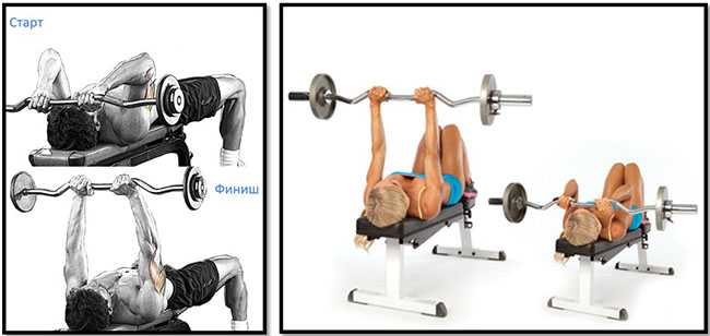 French bench press với một thanh tạ, tạ, đứng, ngồi. Kỹ thuật thực hiện