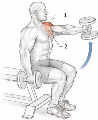 Nâng tạ trước mặt bạn. Cơ nào hoạt động, cách thực hiện khi đứng, khi ngồi, kỹ thuật