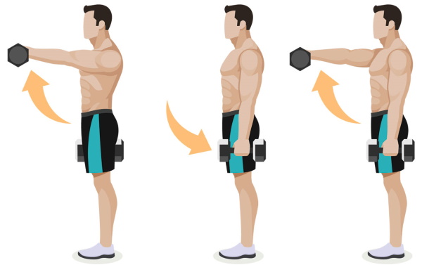 Nâng tạ trước mặt bạn. Cơ nào hoạt động, cách thực hiện khi đứng, khi ngồi, kỹ thuật