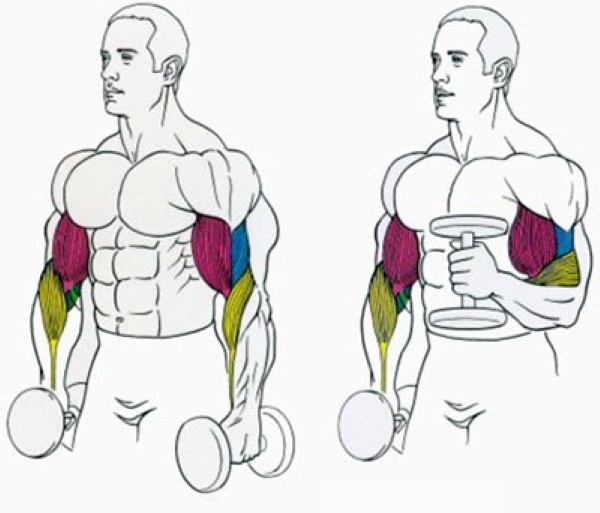Nâng tạ trước mặt bạn. Cơ nào hoạt động, cách thực hiện khi đứng, khi ngồi, kỹ thuật