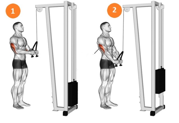 Sambungan Crossover Triceps. Teknik dengan tali, pegangan lurus, satu kuncir, dua tangan
