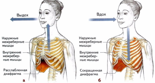 Cara bernafas dengan betul semasa melakukan push-up, pull-up, dan latihan lain