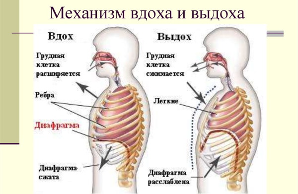 Cara bernafas dengan betul semasa melakukan push-up, pull-up, dan latihan lain