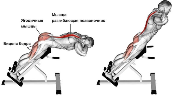 Latihan untuk bahagian bawah pantat di rumah, di gim dengan dumbbells, tali elastik
