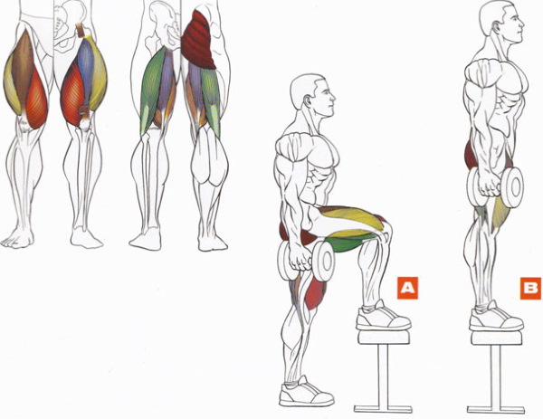 Latihan untuk bahagian bawah pantat di rumah, di gim dengan dumbbells, tali elastik