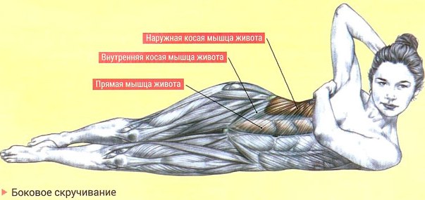Коси мишићи стомака код девојчица. Где су, анатомија, вежбе, фотографија