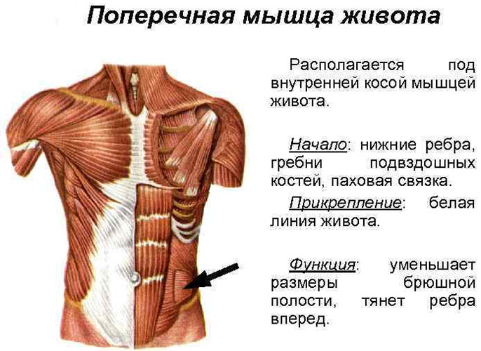 Попречни трбушни мишић. Анатомија, функција, тренинг трбушњака