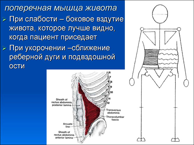 Попречни трбушни мишић. Анатомија, функција, тренинг трбушњака