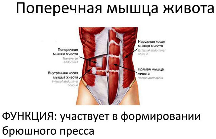 Попречни трбушни мишић. Анатомија, функција, тренинг трбушњака