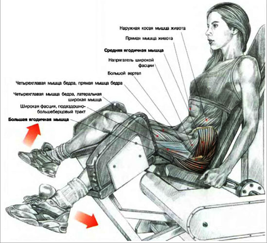 ผสมพันธุ์ขาในเครื่องจำลองขณะนั่งงอไปข้างหน้ายืน เทคนิค