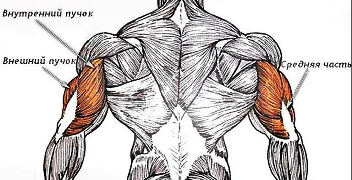 Trisep. Di manakah, foto, anatomi, latihan mengepam