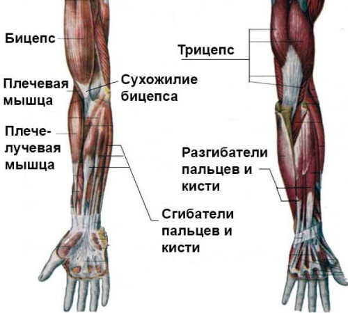 Mesin senaman untuk lengan di gim penurunan berat badan. Nama-nama