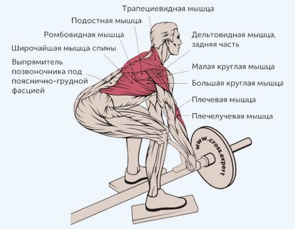 แถวทีบาร์โค้งงอ กล้ามเนื้ออะไรทำงานเทคนิคการดำเนินการ
